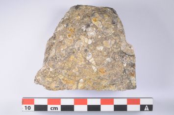 Vorschaubild Turritella-Kalkstein